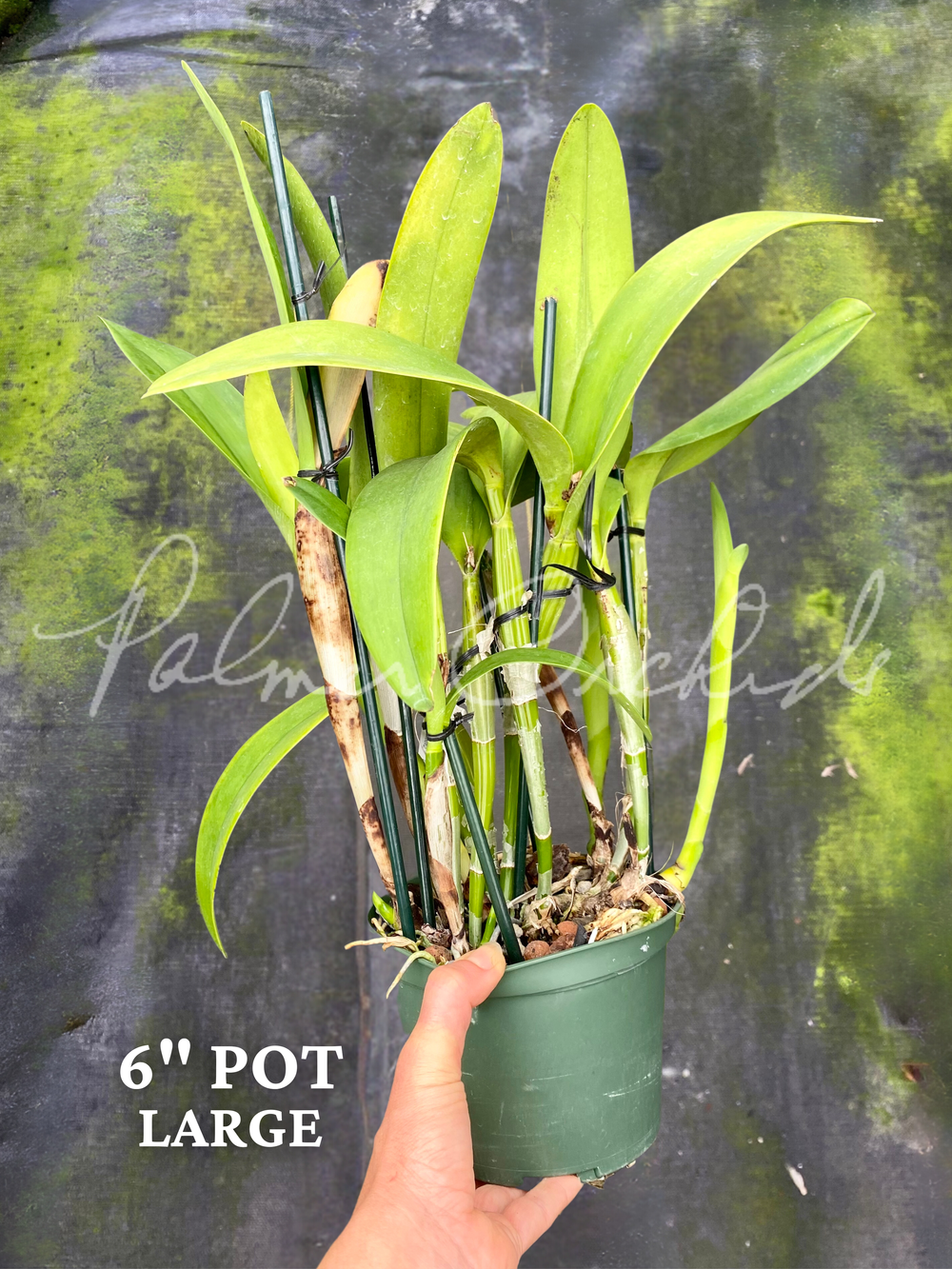 Ctt. Warpaint — Palmer Orchids